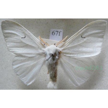 Arctornis l-nigrum (Müller, 1764) male Brudnica czarnelka Czech67f